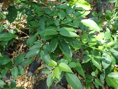 Lonchocarpus guatemalensis