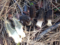 Morchella brunnea