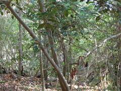 Sideroxylon persimile