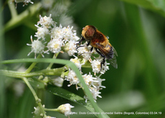 Palpada ruficeps