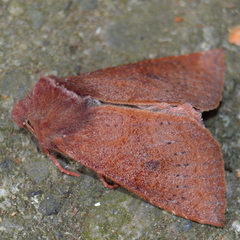 Orthosia transparens