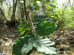 Coccoloba barbadensis