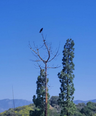 Corvus brachyrhynchos