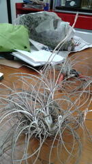 Tillandsia exserta
