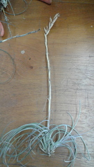 Tillandsia exserta