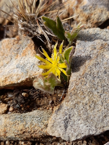 Silvery buttercup (Hamadryas argentea)