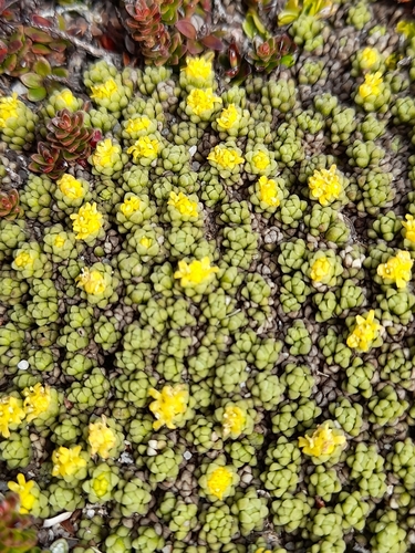 Image of Valeriana sedifolia by (c) Flavien Saboureau, some rights reserved (CC BY)