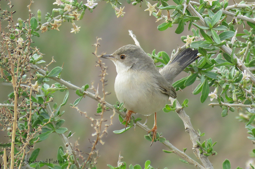 Ménétries's Warbler, Tehran Province, Iran, photo 9 of 10