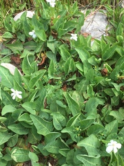 Anemopsis californica