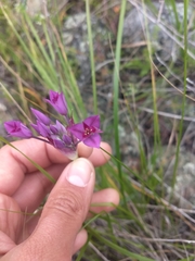 Allium peninsulare