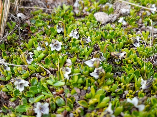 Image of Viola tridentata by (c) Flavien Saboureau, some rights reserved (CC BY)