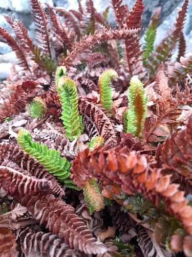 Image of Polystichum mohrioides by (c) Flavien Saboureau, some rights reserved (CC BY)