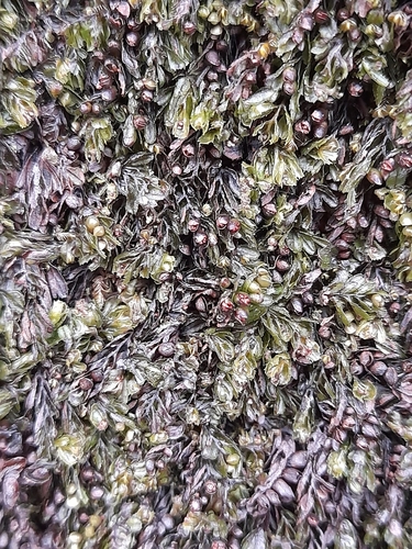 Image of Hymenophyllum falklandicum by (c) Flavien Saboureau, some rights reserved (CC BY)