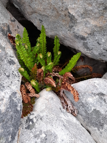 Image of Polystichum mohrioides by (c) Flavien Saboureau, some rights reserved (CC BY)