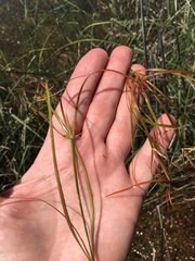 Juncus repens
