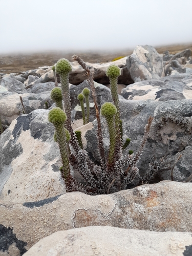 Snakeplant (Nassauvia serpens)