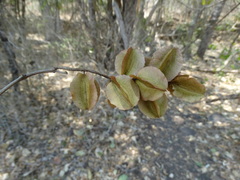 Combretum fruticosum