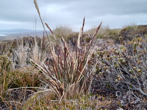 Agrostis meyenii