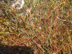 Juncus repens