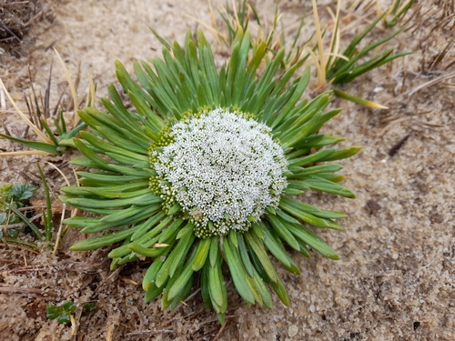 False-plantain (Gamocarpha falklandica)