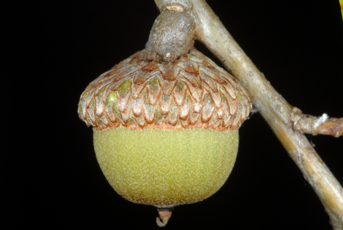 willow oak (Quercus phellos)