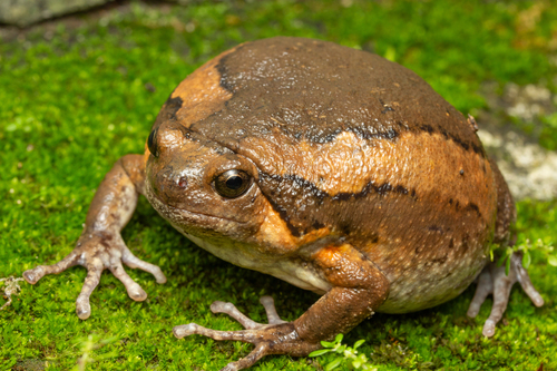 Asian Painted Frog, photo 3 of 9