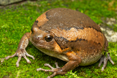 Asiatic Painted Frog photo 4