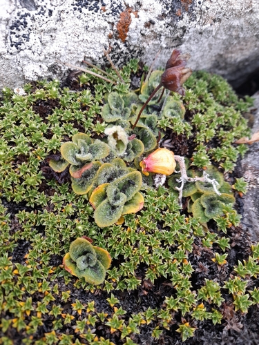 Lady's Slipper (Calceolaria fothergillii)