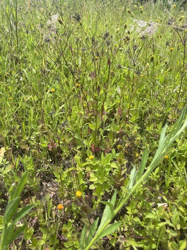 Hairy Beggarticks