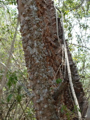 Zanthoxylum caribaeum