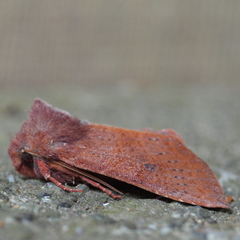Orthosia transparens