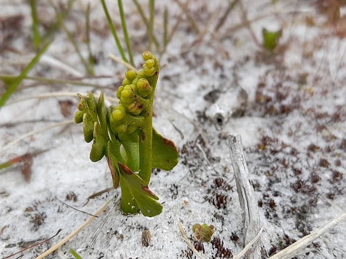 Botrychium dusenii (Botrychium dusenii)