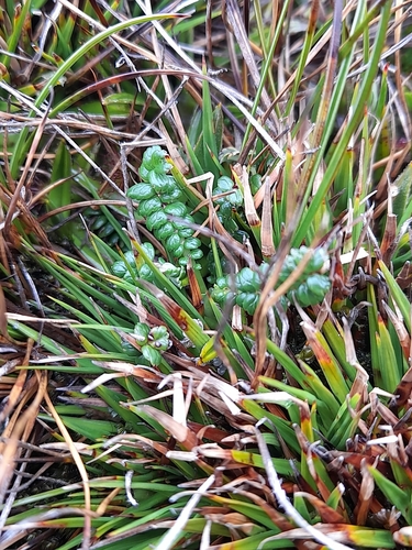 Image of Acaena pumila by (c) Flavien Saboureau, some rights reserved (CC BY)
