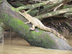 African Slender-Snouted Crocodile photo 3