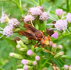 Polistes cavapyta