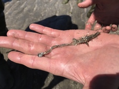 Diopatra cuprea