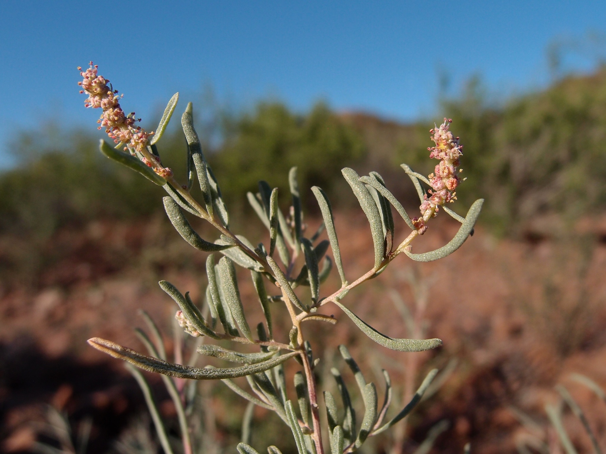 Atriplex linearis
