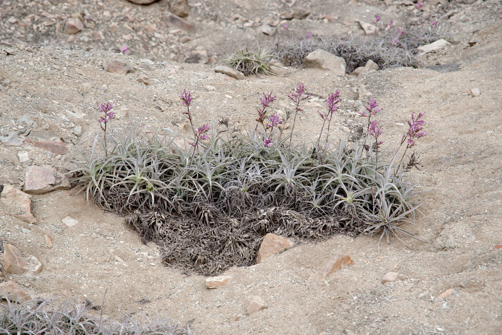 Tillandsia purpurea