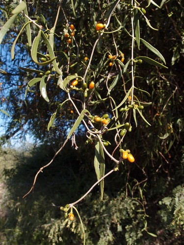 Struthanthus palmeri (Struthanthus palmeri)
