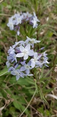 Amsonia ciliata texana