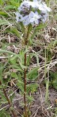 Amsonia ciliata texana