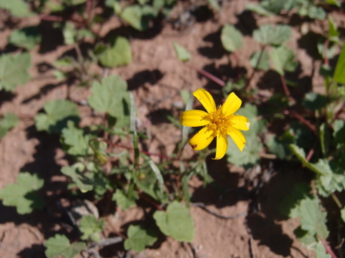Image of Pectis rusbyi by (c) Sue Carnahan, some rights reserved (CC BY)