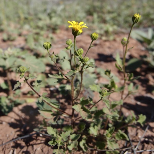 Image of Perityle californica by (c) Sue Carnahan, some rights reserved (CC BY)