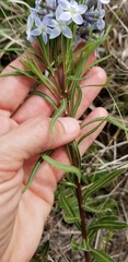 Amsonia ciliata texana