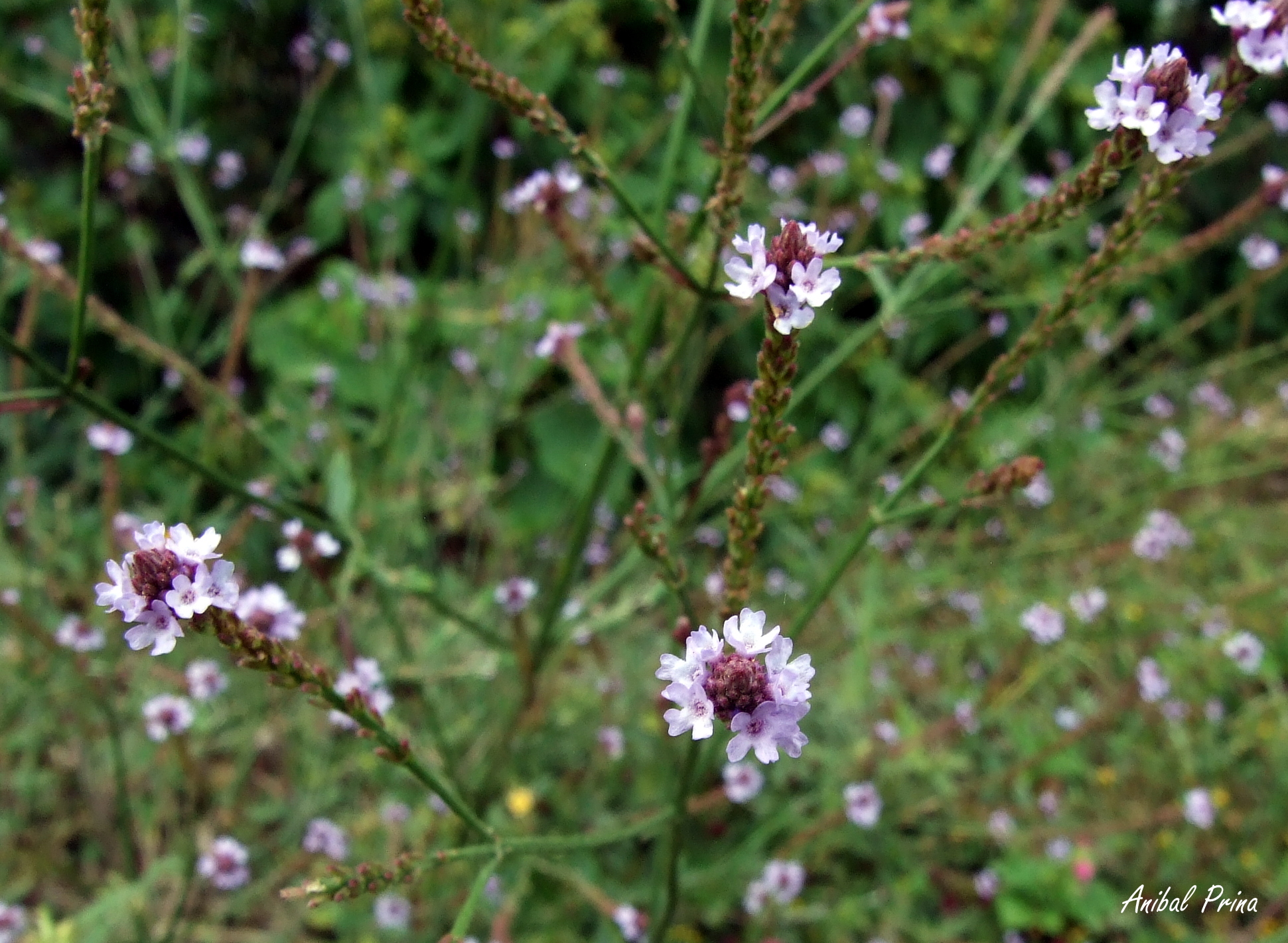 Verbena image