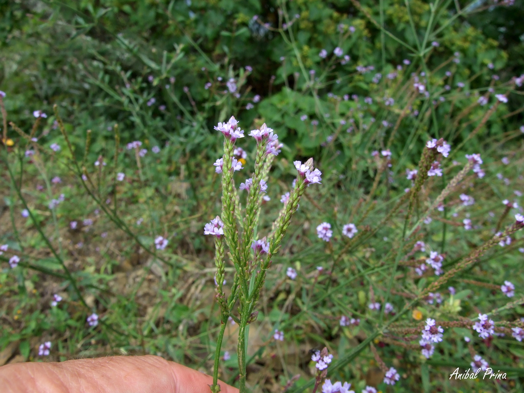Verbena litoralis image