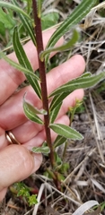 Amsonia ciliata texana