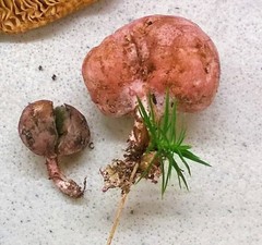 Phallogaster saccatus