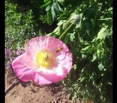 Apis mellifera