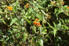 Pseudogynoxys haenkei